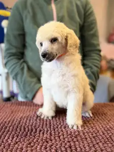 Óriás uszkár - White Girl