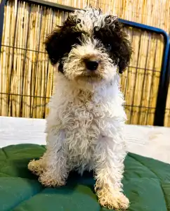 Lagotto romagnolo - Ursa Gummi