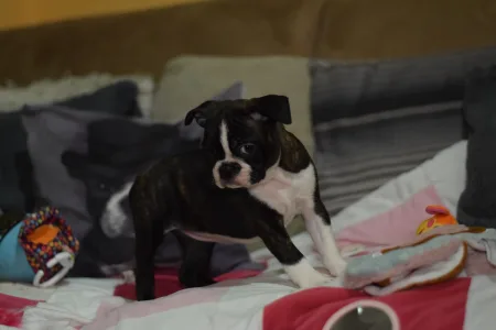 Boston Terrier - Üstökös ( Comet )
