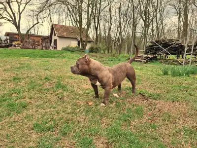 American Bully - Pocket - Dakota