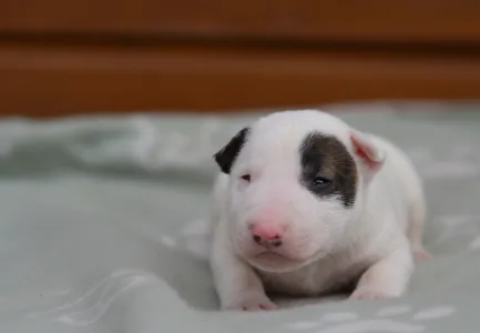 Miniatűr bullterrier - Lucas