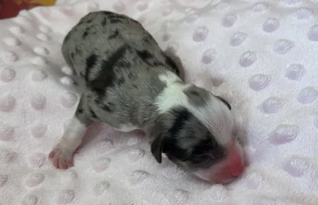 Miniatűr amerikai juhászkutya - Bluemerle Lady