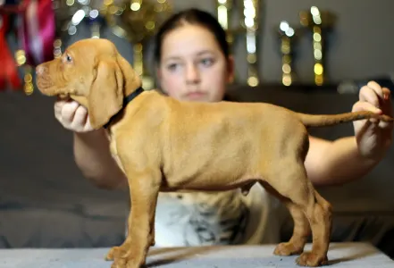 Wyżeł węgierski krótkowłosy - Pörgelóci Land Rover