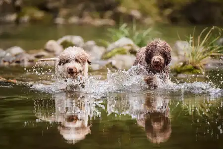 Romagna Water Dog - Lagotto Passion 
