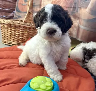Lagotto Romagnolo - Billy The Kid