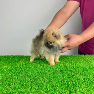 Pomeranian - Annabell