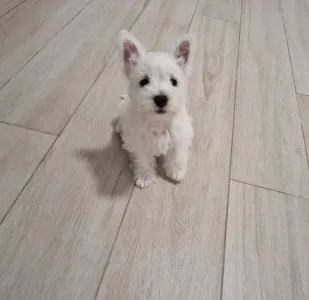 West Highland White Terrier - Amanda
