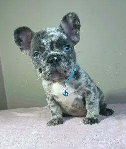 Buldog francuski - Arnold