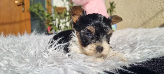 Biewer Terrier - Odin