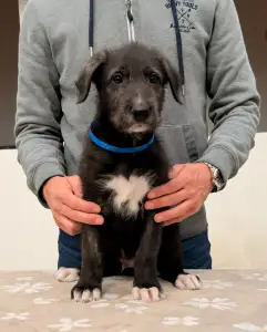 Irischer Wolfshund - Bening