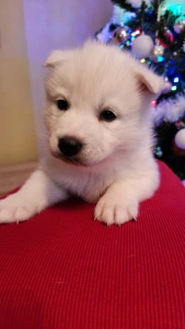 Szibériai husky - Ametiszt Of Polar Moonlights