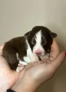 Border Collie - Dazzling Borders