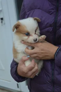 Border Collie - Aegen