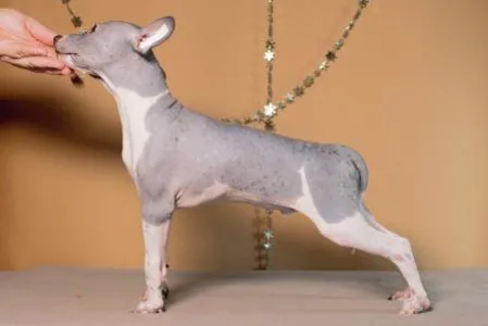 American Hairless Terrier - Auras Night