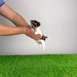 Biewer Terrier - Rinty