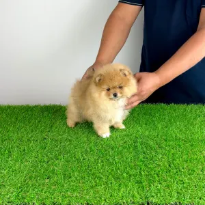 Pomeranian - Pici Bello