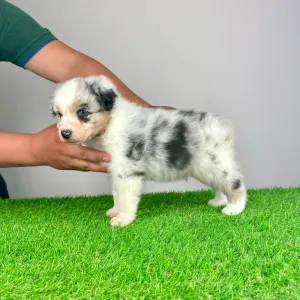 Australian Shepherd - Kenny