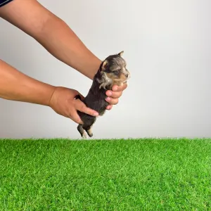 Yorkshire Terrier - Cimbo