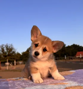 Pembroke Welsh Corgi - Columbus