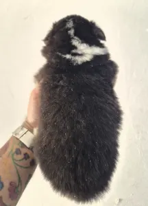 Australian Shepherd - Lujza