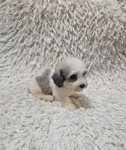 Havanese - Monty