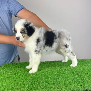 Australian Shepherd - Talizman