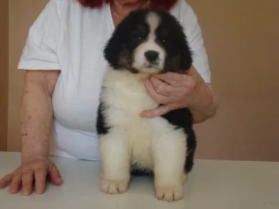 Ausztrál juhászkutya - Vitality Aussies