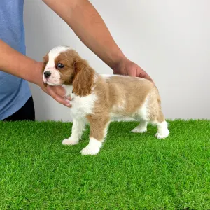 Cavalier King Charles Spaniel - Felicy