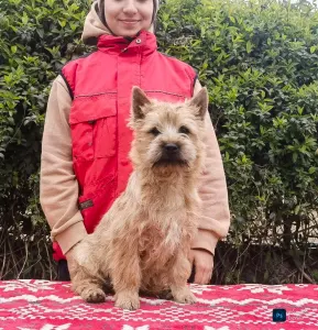 Cairn Terrier - Aston