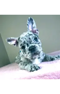 Francia bulldog - Astor 