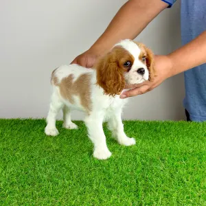 Cavalier King Charles Spaniel - Zira