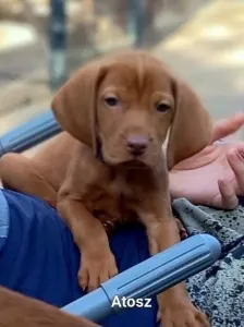 Hungarian Short-haired Vizsla - Becses Vadász Atosz