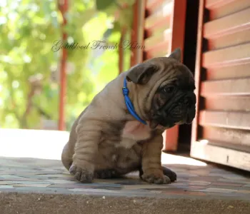French Bulldog - Aslan