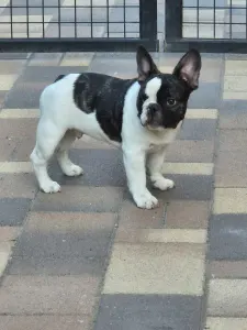 French Bulldog - Kevin