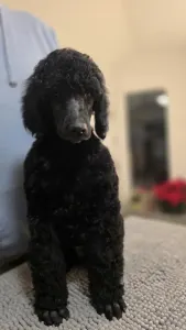 Poodle Standard - Franky