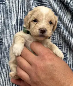 Maltipoo - Balu 