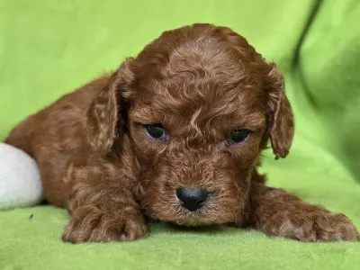 Cavapoo - Redsonja