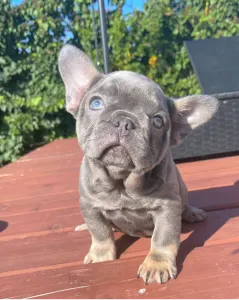 Французский бульдог - Mirjam