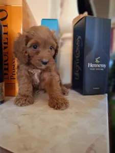 Cavapoo - Cavapoo F
