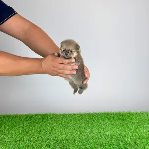 Pomeranian - Samu