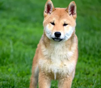 Shiba - Shinka