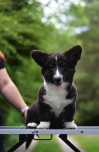 Cardigan welsh corgi - Kirunavara Mendenhall 