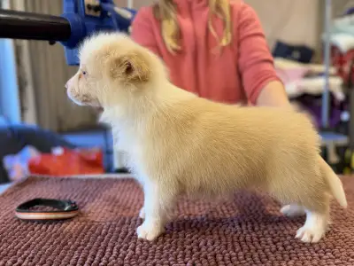 Border collie - Red Boy