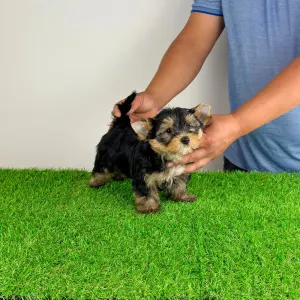 Yorkshire Terrier - Zico