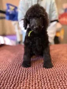 Óriás uszkár - Black Boy