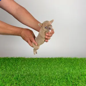 Чихуахуа - Bijou