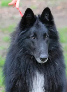 Belgischer Schäferhund - De La Terre Sauvage