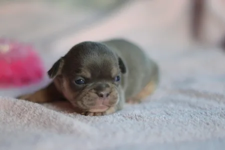 Französische Bulldogge - Mimi