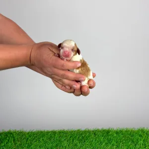 Cavalier King Charles Spaniel - Karosso