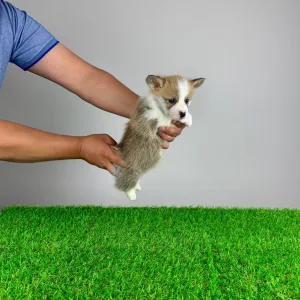 Welsh Corgi Pembroke - Phillip
